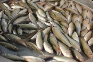 ca-linh-kho-tieu-1