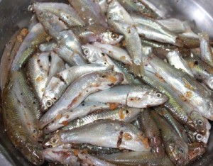 ca-linh-kho-tieu-2
